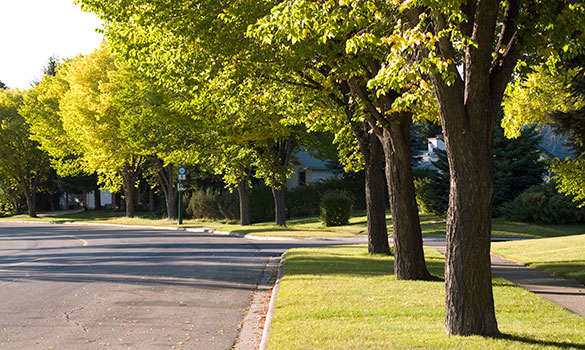 Tree Shrub Care Aside Image