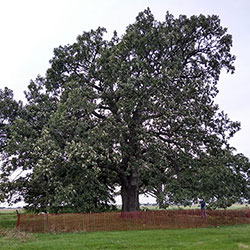 Tree Care Company Kenosha WI