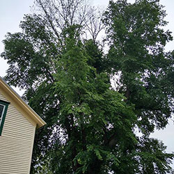 Tree Service Oak Creek WI